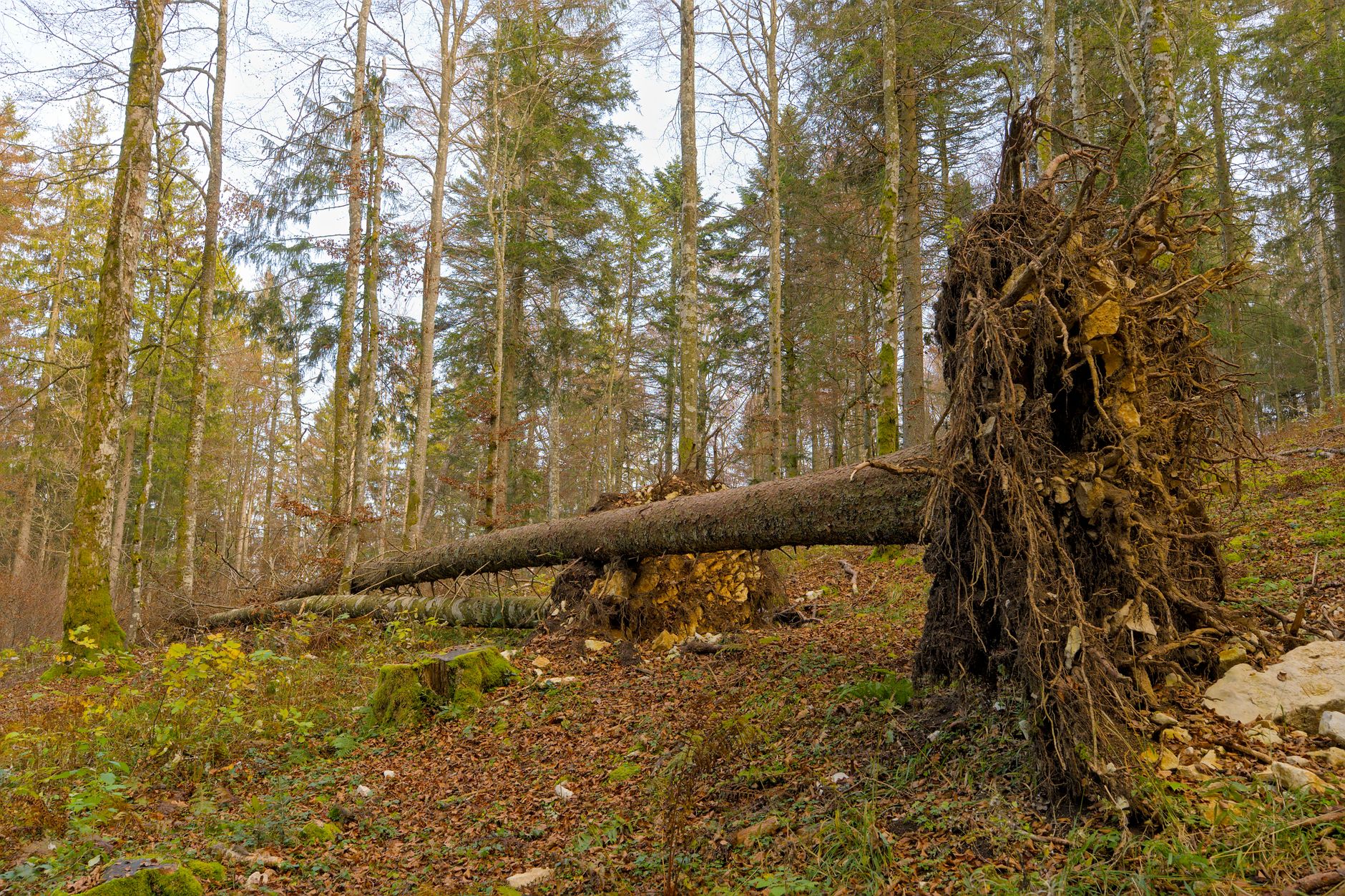 Enlèvement arbre urgence équipe à Saint-Laurent-du-Var